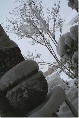 Snow 3.21.10 013