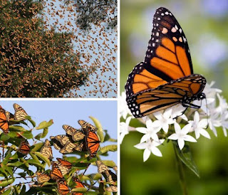 Monarch Butterflies picture photo image gallery in nature phenomena blog