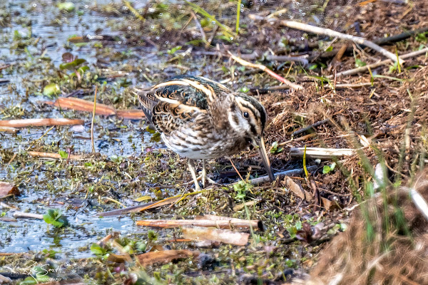 Jack snipe