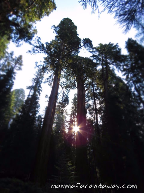 sequoie giganti