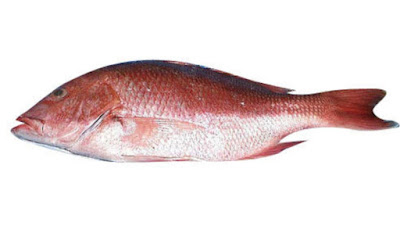 Bhola Fish