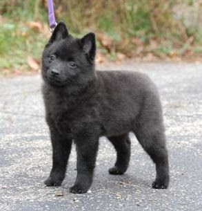 Schipperke Puppies Picture