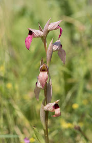 Greater Tongue Orchid - Tiptree, Essex