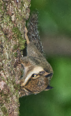 Black-eared Pygmy Squirrel (Nannosciurus melanotis)