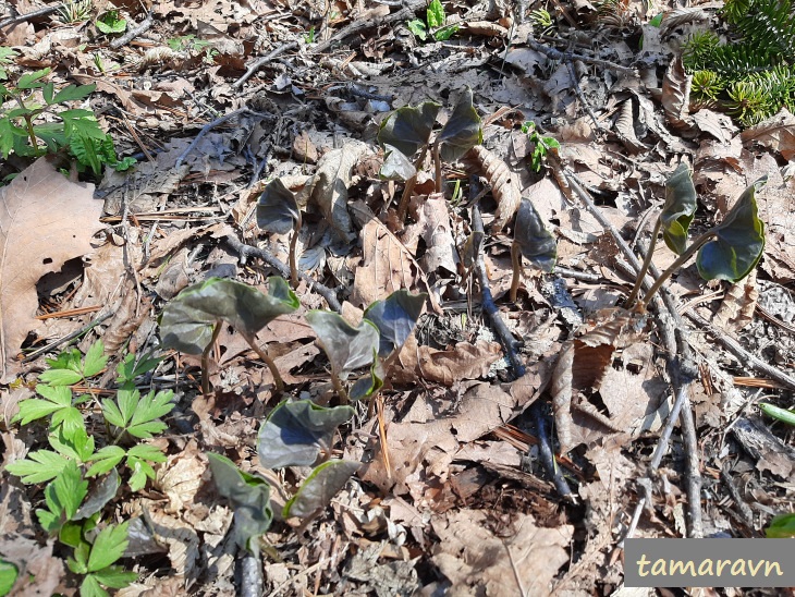 Копытень Зибольда (Asarum sieboldii)