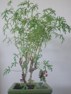 Pelargonium Radens bonsai, Skeleton Rose