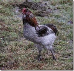               araucana_mix_gruenleger_bruteier