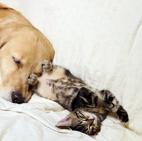 Golden retriever taking care of abandoned kitten (8 pics), dog adopts kitten, dog loves kitten