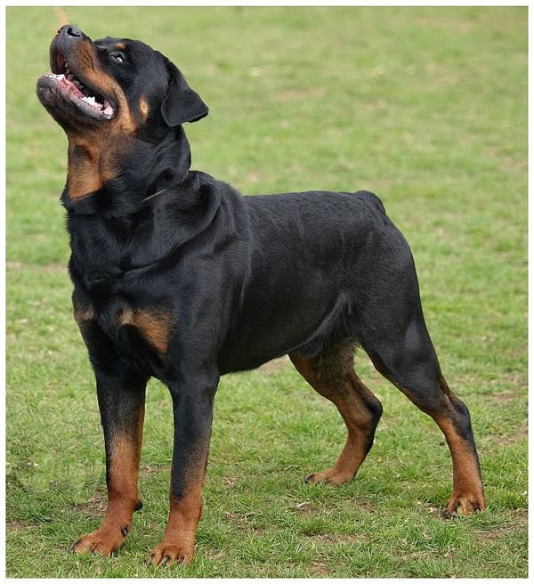 dogs breeding. Rottweilers are powerful dogs