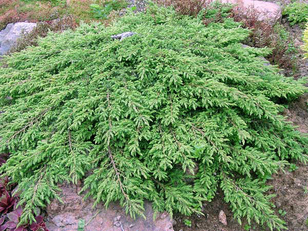 Adi ardıç (Juniperus communis)