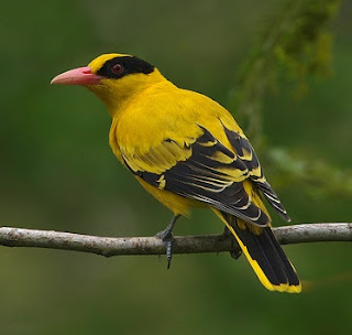 black-naped oriole (Oriolus chinensis)