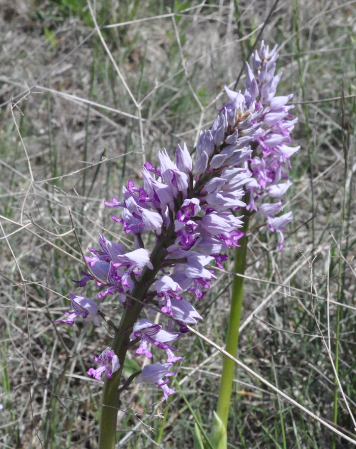 Orchis militaris