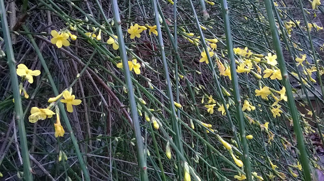 yellow flowered winter jasmine climber-life between the flowers Top gardening websites