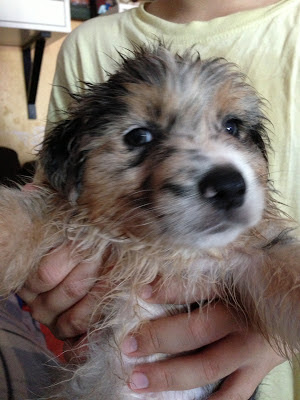 Pastor Australiano - cachorro macho Blue Merle