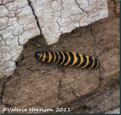 18-cinnabar-caterpillar