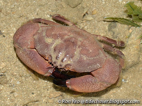 Maroon Stone Crab (Menippe rumphii)