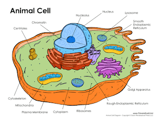 Diagram of animals cell labelled with its components