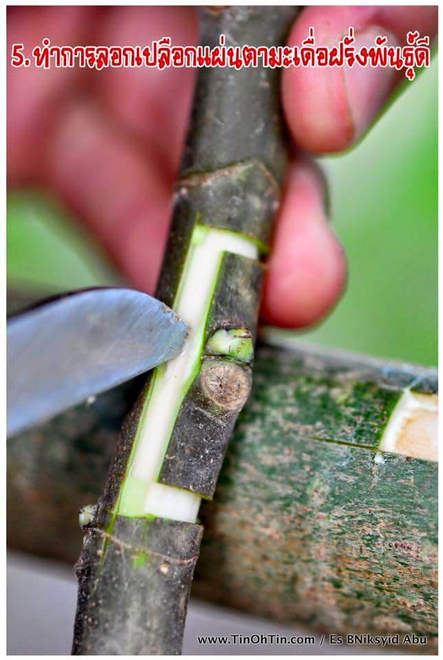 Pembiakan Bahan Tanaman Cantuman Mata Tunas Tin Oh Tin