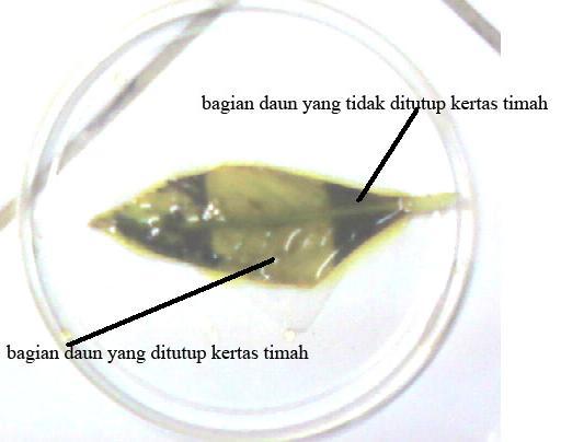 Sinau online: Laporan Praktikum Fotosintesis (Sachs dan 