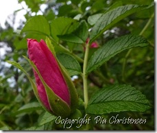 P1110044