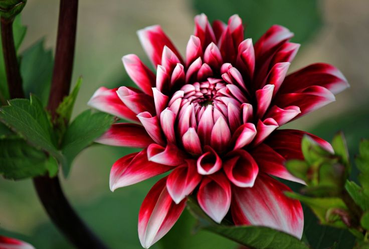  dahlia flower wallpaper 