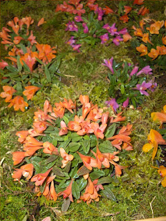 dendrobium cuthbertsonii gruppo con  fiori arancioni