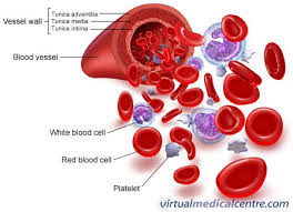 Blood plasma.