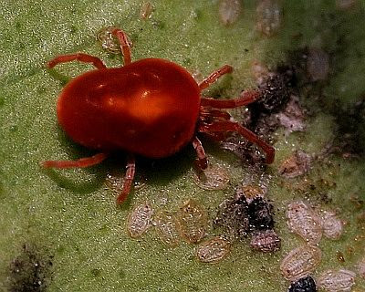 Red spider mite adult on a leaf with aphids