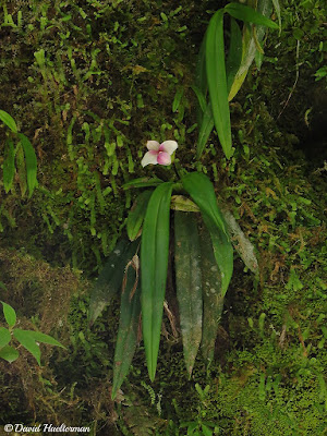 Phragmipedium orchid care and culture