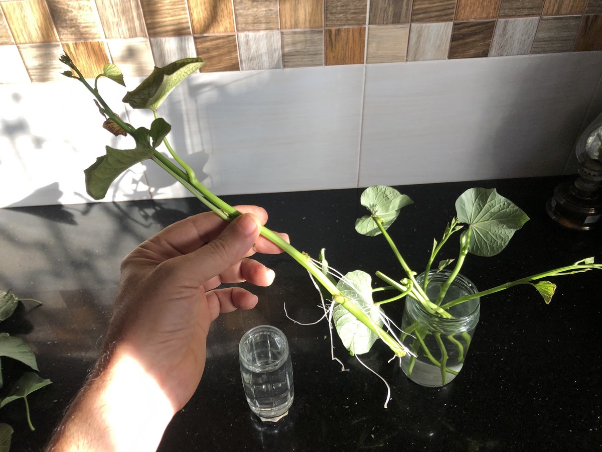 Growing sweet potato vine cuttings in water offers many benefits. This technique is cost-effective and allows you to increase your plant collection by creating multiple plants from a single parent plant. It also allows for easy monitoring of root growth and ensures the health of the new plants. Water propagation is especially great for beginners as it doesn't require much resources or expertise.