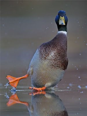 Funny Duck pictures 