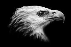 Wild Eagle Photos