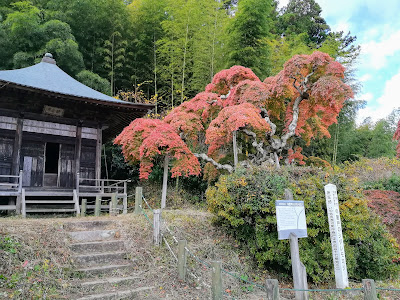 中釜戸のシダレモミジ