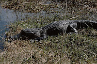 Alligator, Everglades USA 