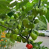 How to Grow and Care for Chili Pepper Plants: A Complete Guide