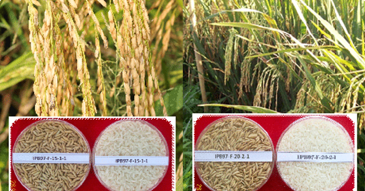 Mengenal Inovasi Padi Varietas IPB 3S dan IPB 4S 