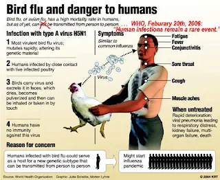 bird flu symptoms