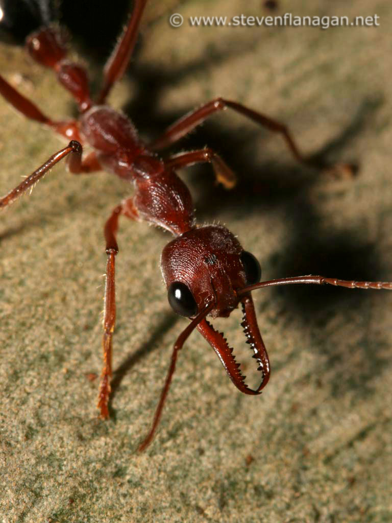  Gambar Semut  yang diperbesar di zoom in Ants in Macro 