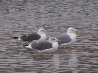 Yellow-legged Gull