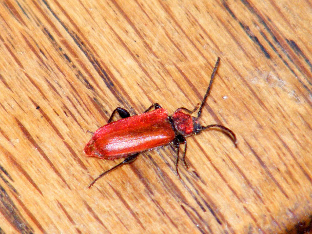 Welsh Oak Longhorn Beetle Pyrrhidium sanguineum.  Indre et Loire, France. Photographed by Susan Walter. Tour the Loire Valley with a classic car and a private guide.