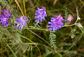 Tufted Vetch, Vicia cracca.  Hutchinson's Bank, 29 July 2015.