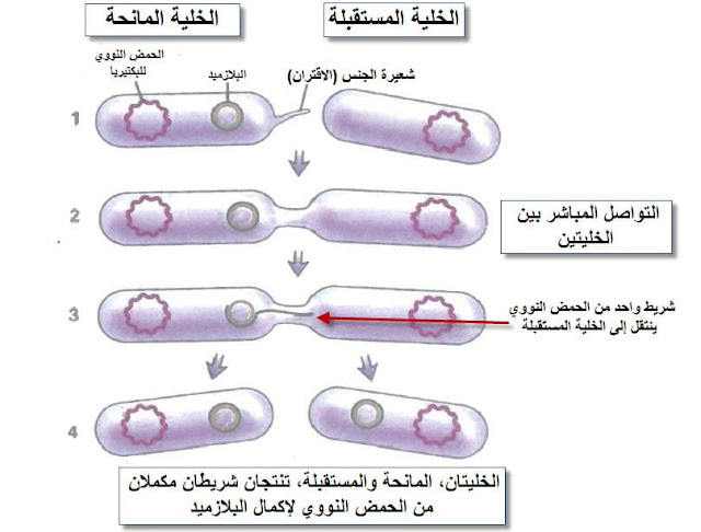 نقل الجينات بطريقة الاقتران