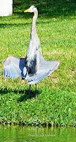 Great blue heron sunning TX, by Jodi Arsenault