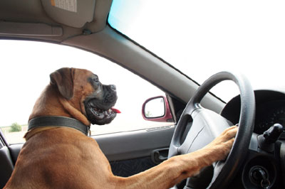 funny dogs, funny dog pictures, dog driving car, dog pictures, awesome dog drives car, cool dogs drive cars