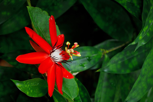 Пасифлората е тропическо растение