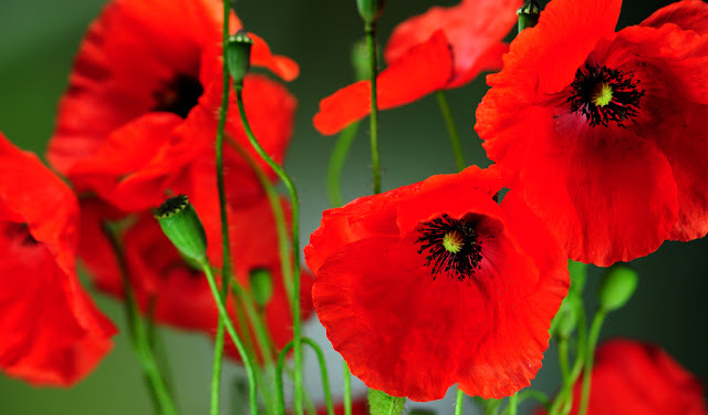 red poppies close-up