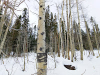 Aspen trees in the snow; leaves had fallen a season ago