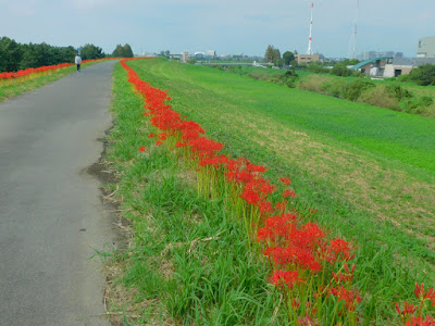 秋ヶ瀬公園彼岸花