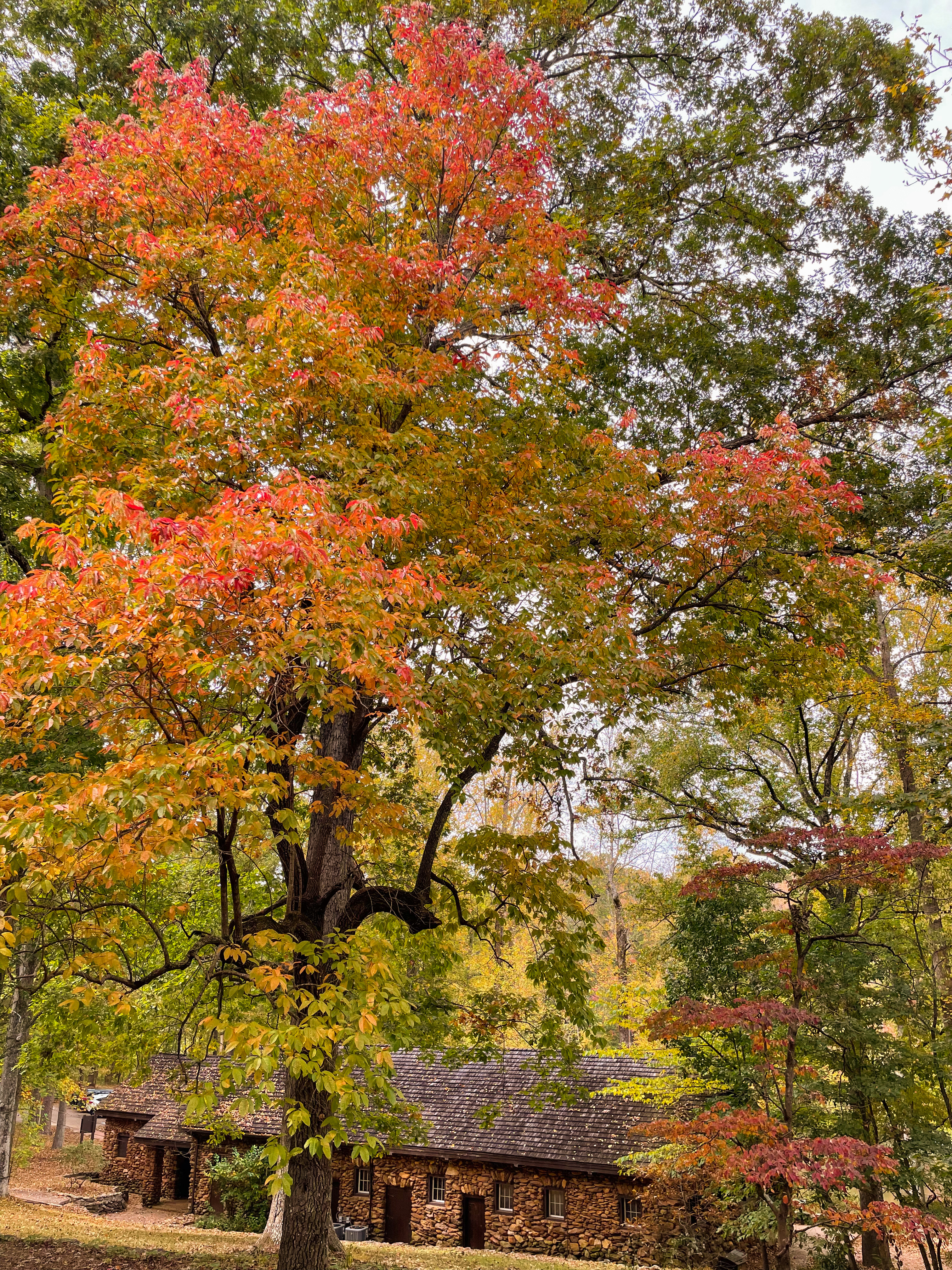 Paris Mountain State Park Fall Foliage