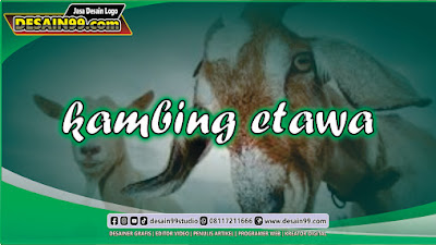 100+ Kumpulan Contoh Artikel 1000 kata tentang Susu kambing Etawa, Manfaat dan Kelebihannya